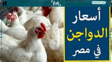 أسعار الفراخ في الأسواق ترتفع وتثير اهتمام المستهلكين